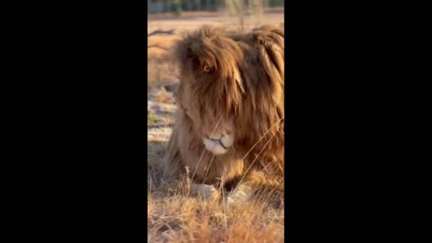 animals do have feelings