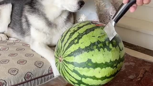 A husky who wants a watermelon