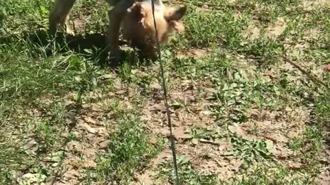 Funny dog - Fani