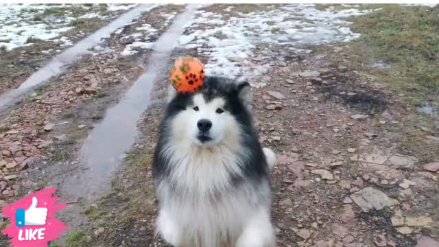 Dog training so cute