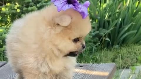 Adorable baby dogs 😍