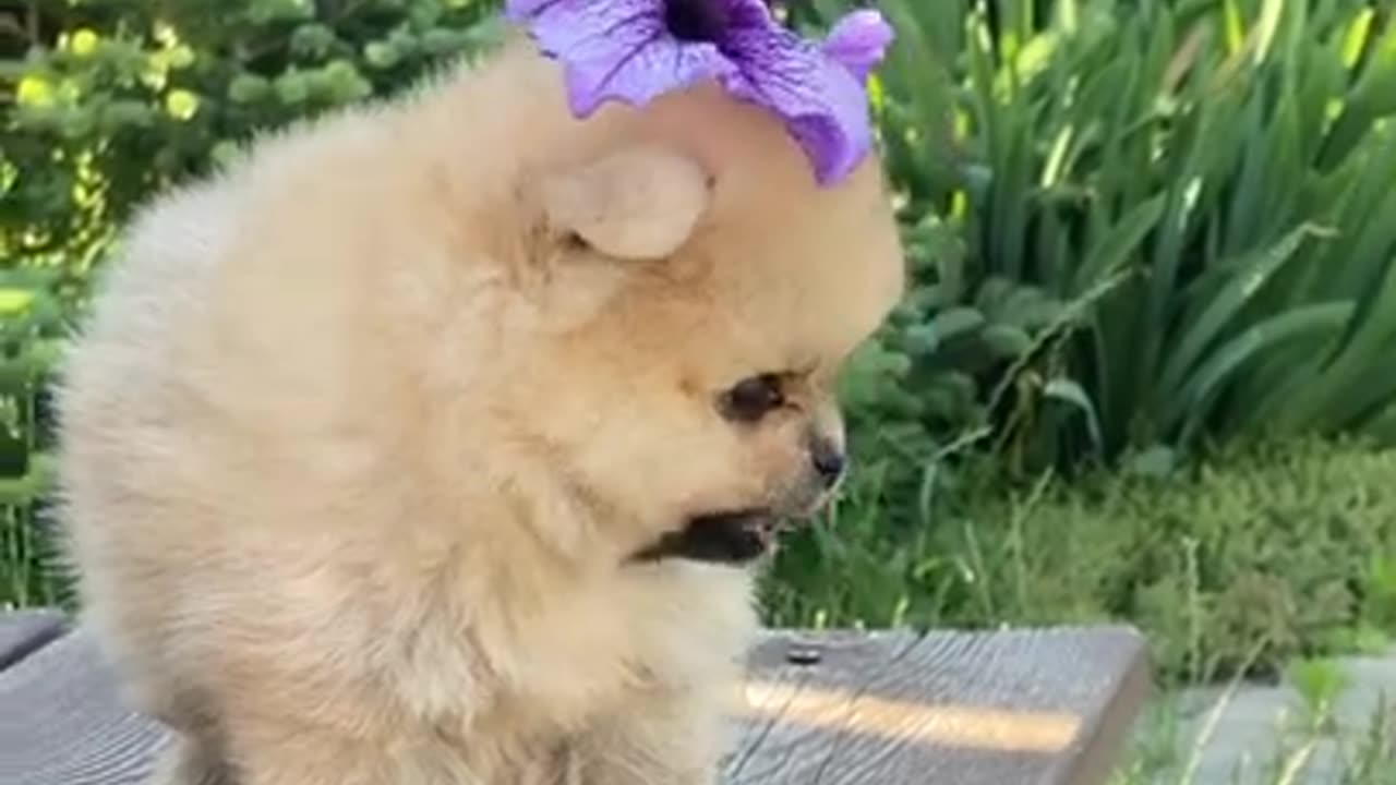 Adorable baby dogs 😍