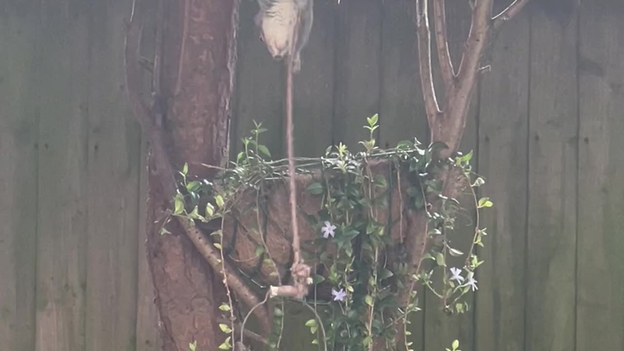 Clever Squirrel Outwits Hanging Bucket