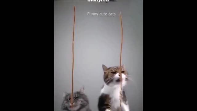 Funny Cute Animals Video | Cute Cat's | Funny Cat Video