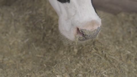 Close-up of the face of a cow chewing hay or fodder standing in a barn