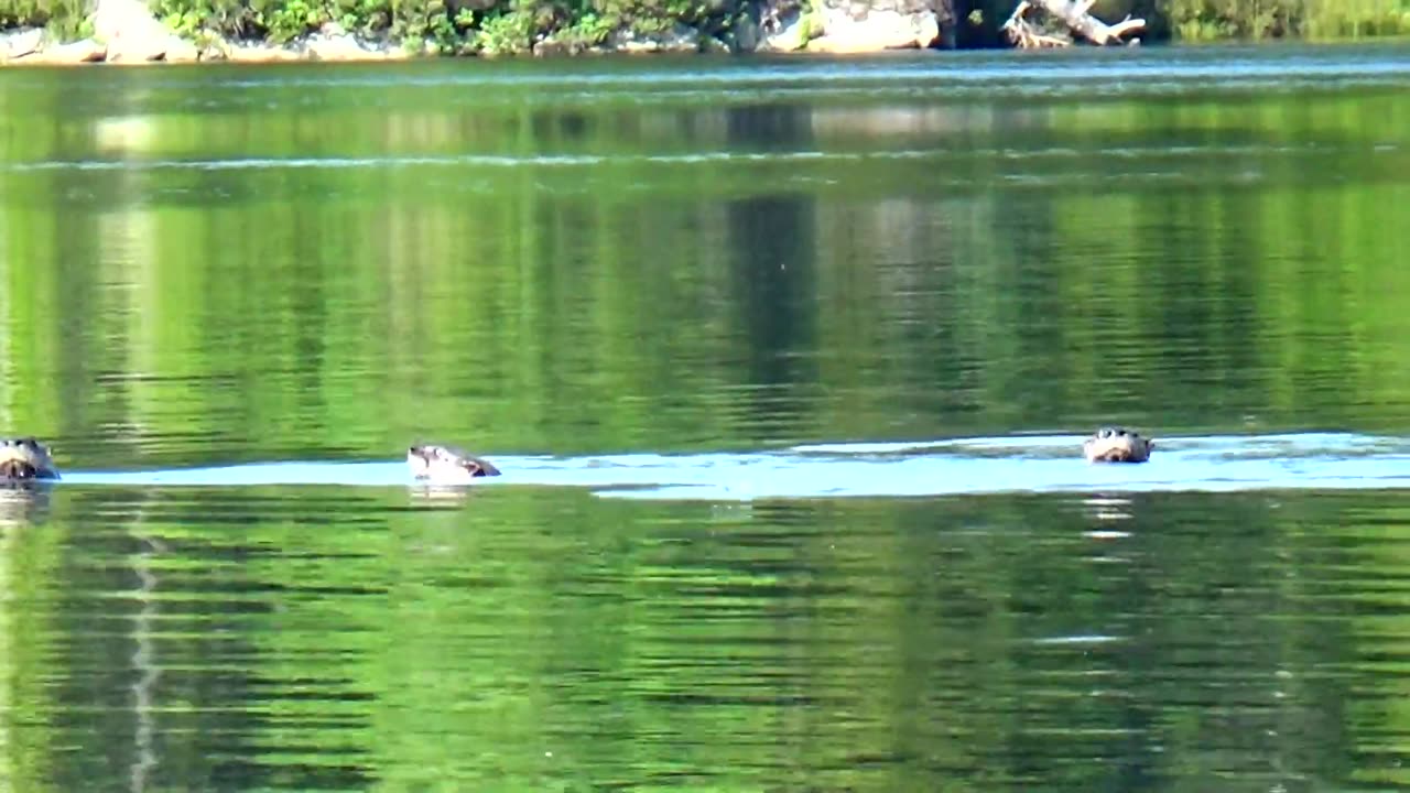 Otter Family