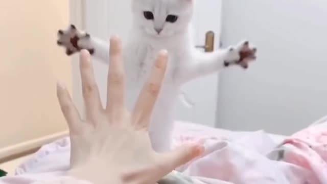 Funny cat