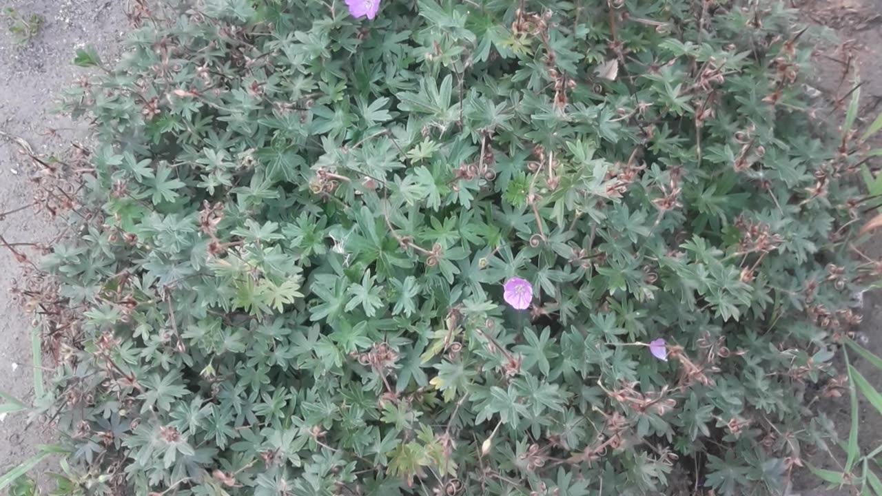 Geranium garden