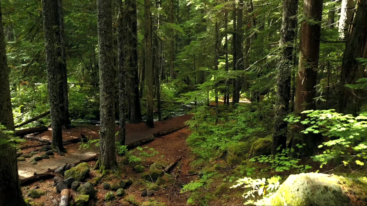 Beautiful forest view