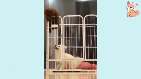 Cute and Funny Puppies 01