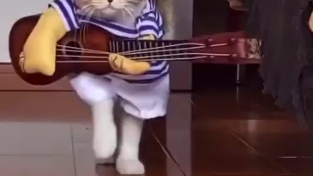 Rocking cat