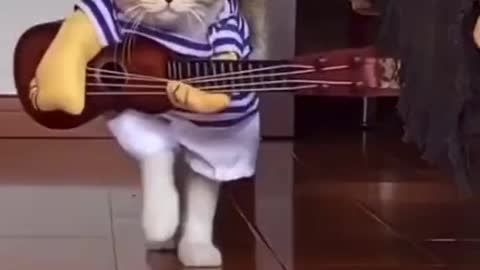 Rocking cat