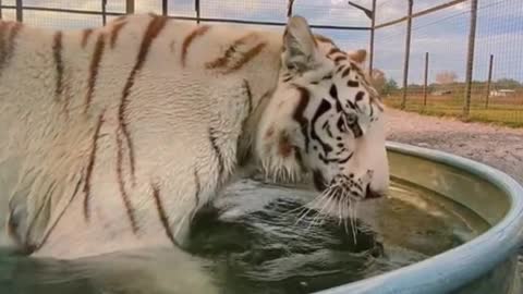 Lions watching white tigers bathe?