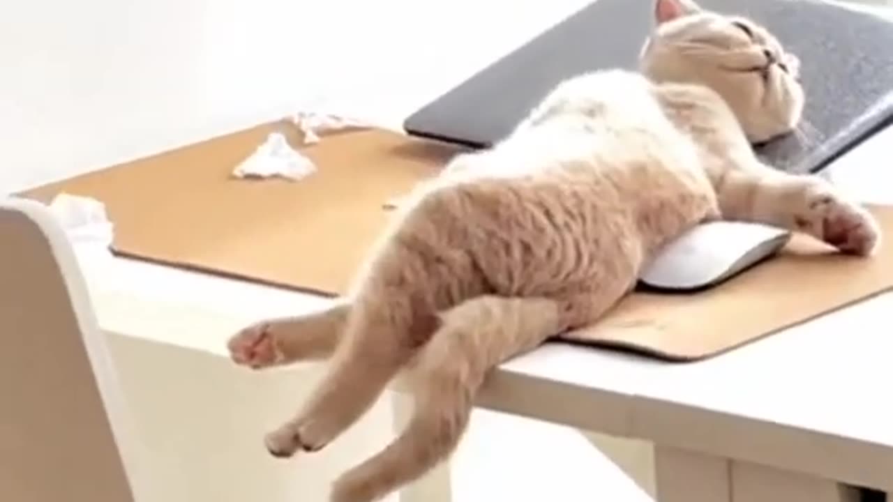 Funny cat video