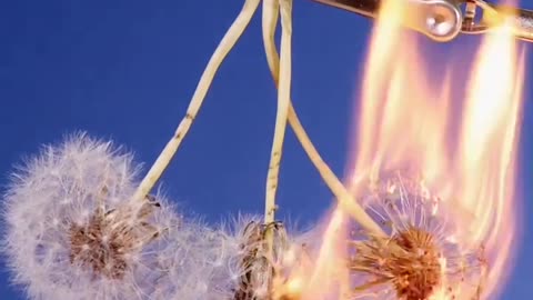 Micro view of burning a flower