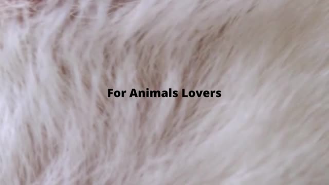 Watching Cute Cat So Close With Calm Music Is So Relaxing. She is just Love