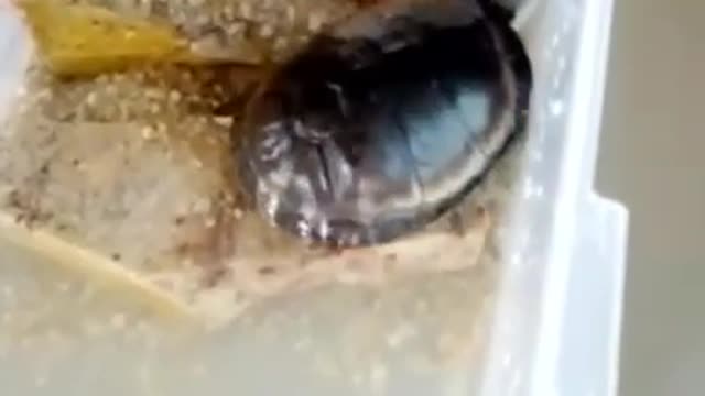 My pet turtle