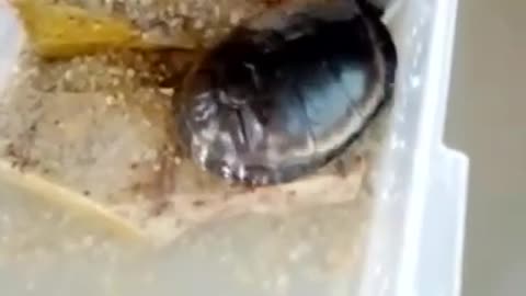 My pet turtle