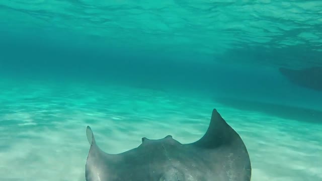 Stingrays on the Cayman Islands.