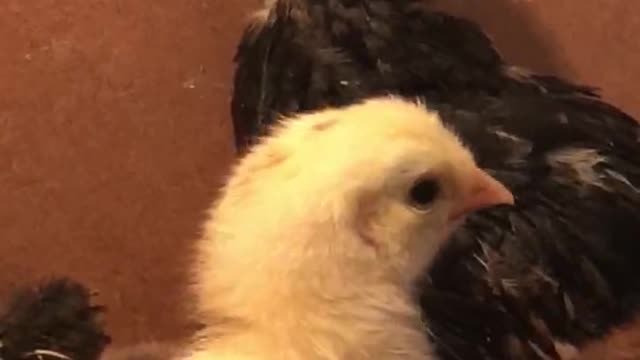 chicken farm