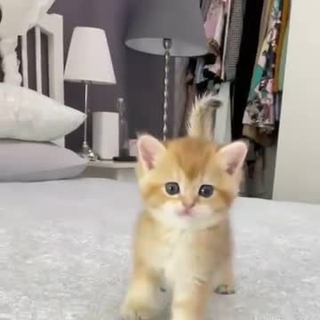 Time spent with cats is never wasted.