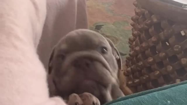 Cute dog