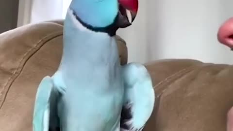 Beautiful parrot talking