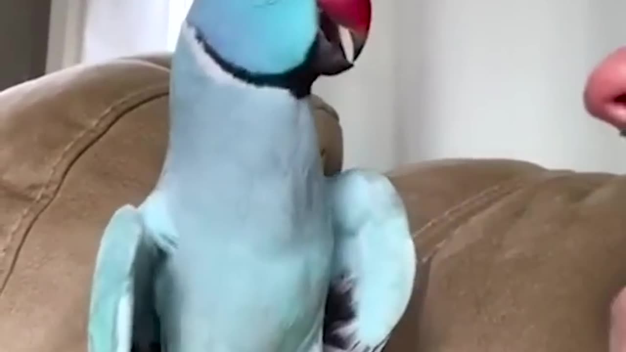 Beautiful parrot talking