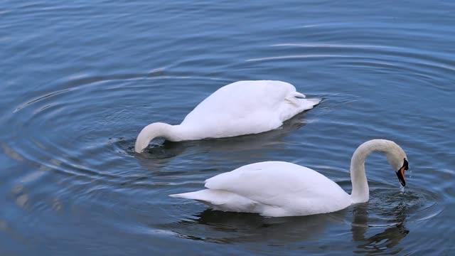 من أجمل المخلوقات