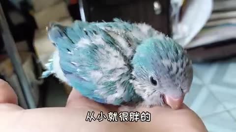 Newly hatched parrot