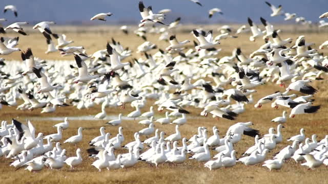 Snow Geese Flock Together Spring Migration Wild Birds Take Flight