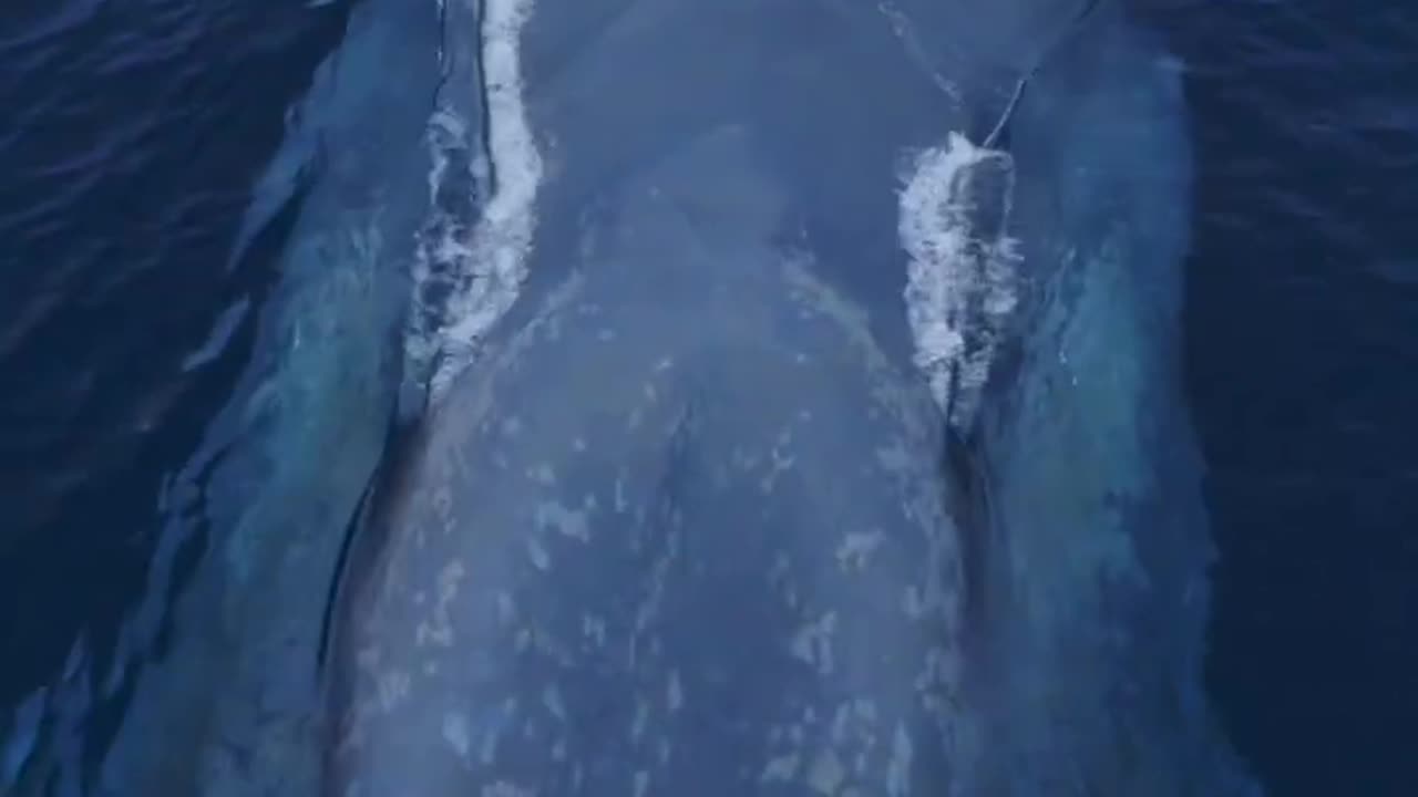 It_s like a living submarine_ Amazing drone view of the Blue Whale