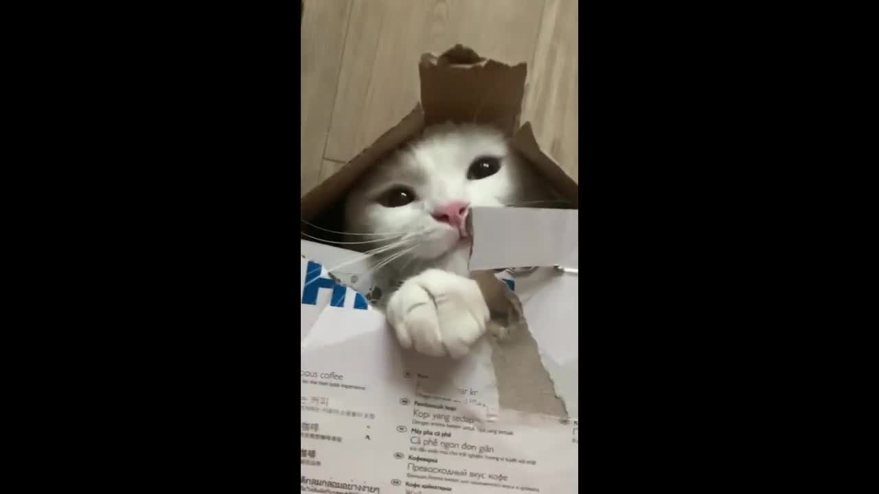 Cat in a box!!!