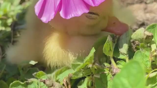 Flower hat for little duck