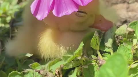 Flower hat for little duck