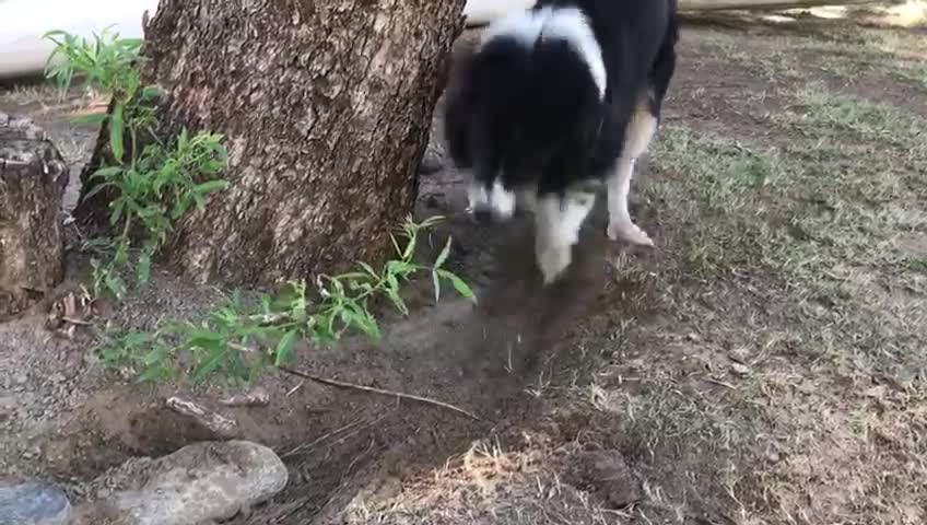 Super obsessed Border Collie digs up rock for hilarious reason