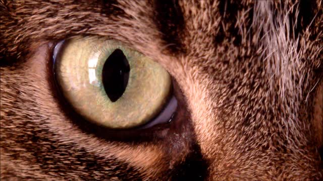 A close up of a cats eye
