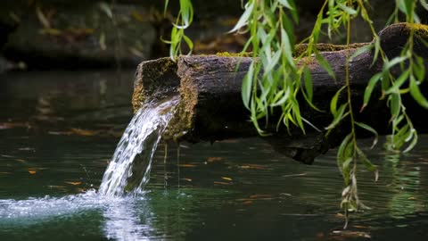 Water comes from a tree