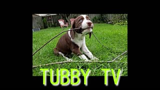 TUBBY TV - TUBBY'S NEW BED