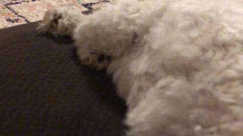 Deep sleeping maltese running in his sleep