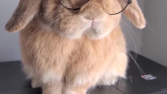 Boss Bunny wishes you a Happy DAY🐰🐰🐰 | World of Rabbits 🐰🐇