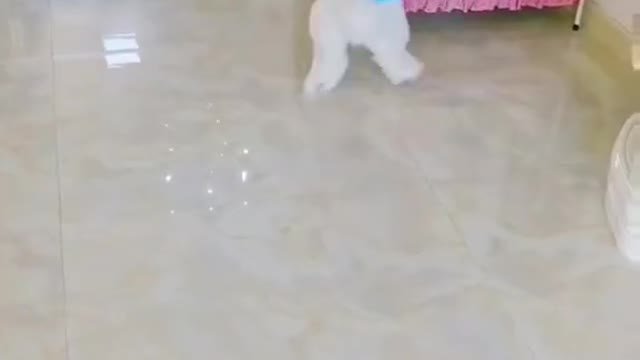 Funny dog plays with balloon