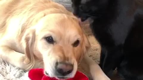 Cat's Cleaning Routine Annoys Dog