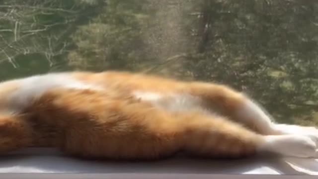 Sleepy Cat Basks in Window Pane Sunlight