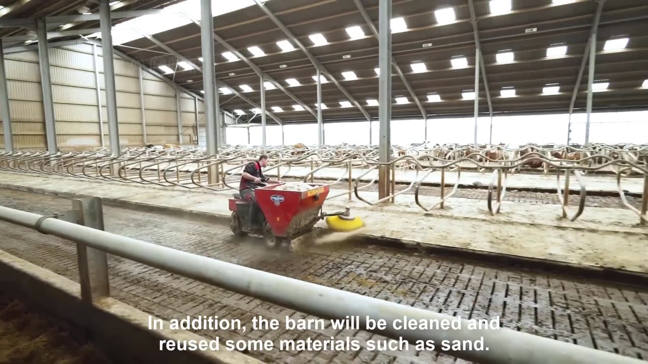 Modern Cow Dairy Farming - Cow Milking Technology Machine - Smart Dairy Farm