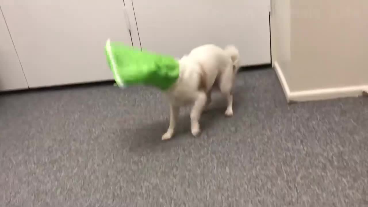 Best Funny Cats 😹 And Dogs 🐶 Videos - Try Not To Laugh!