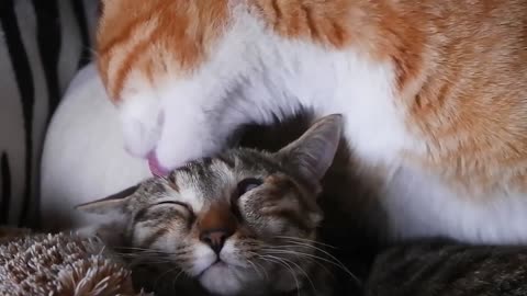 love is in the air in cats