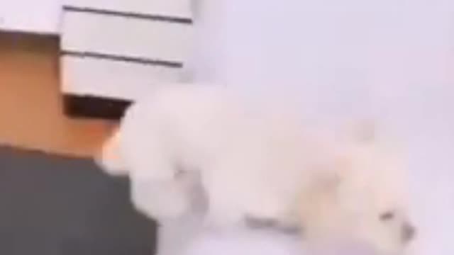 Cute And Wise Dog