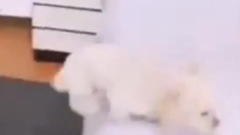 Cute And Wise Dog