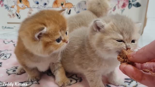 British kittens learn to eat on their own